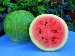 watermelon scaly bark1